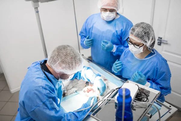Tre dentisti veterinari professionisti che operano cane bianco — Foto Stock