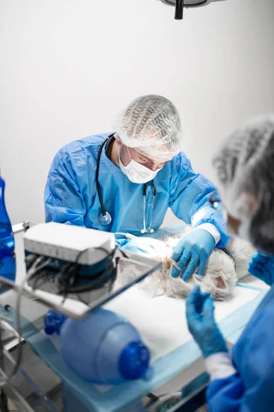 Mann mit weißem Hund arbeitet in Tierklinik — Stockfoto