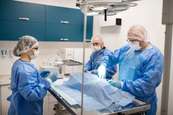 Три ветеринара-хирурга заняты во время работы с собакой — стоковое фото