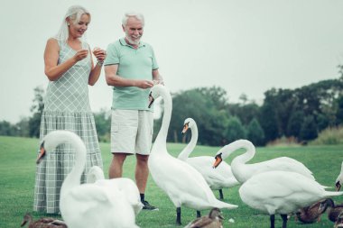 Neşeli pozitif yaşlı çift birlikte Swans yem