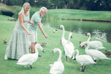 Pozitif güzel insanlar Swans yiyecek veren