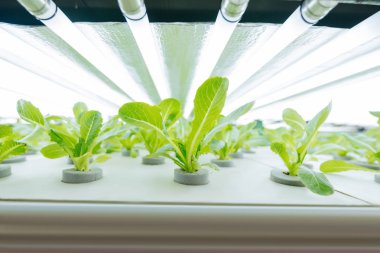 Lambalar ile raflarda tencerede duran yeşillik yakın