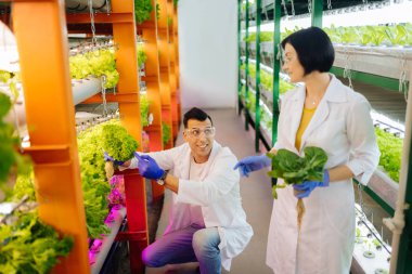Agronomist marul tutma ve çalışırken iş arkadaşı ile konuşma