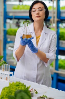 Agronomist serada duran küçük bitki bakıyor