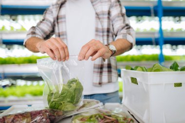 Plastik torbaya yeşillik leri paketleden adam yakın