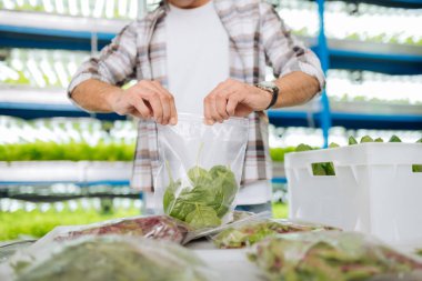 Çiftçi masanın yanında duran ve plastik torbaya yeşillik koyarak