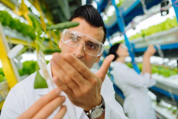 Dark-eyed agriculturist wearing watch on hand planting greens