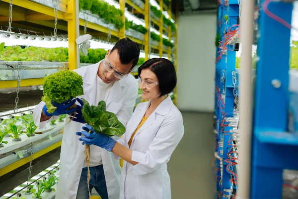 Deux agriculteurs portant des gants bleus regardant les verts — Photo