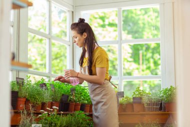 Çiçekçi bir çiçekçi bitkilerin üzerine su serpme.