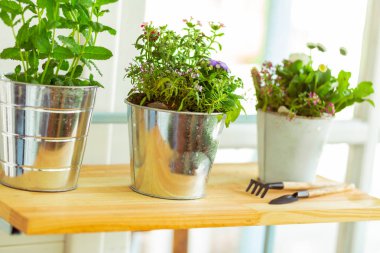 Bir çiçekçi mağazasında bitkilerin büyük çesitli.