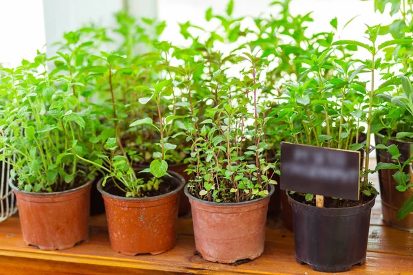 Green plants in pots putting up for sale. — Stock Photo, Image