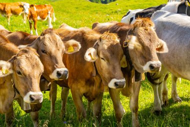 Mera alanında hayvan ile manzara Alpleri