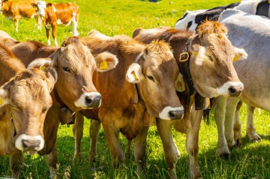 Mera üzerinde sığır sürüsü ile doğal manzara