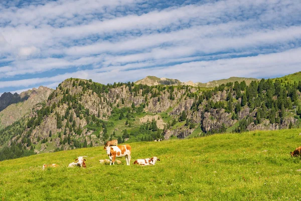 Belles Alpes avec du bétail sur les pâturages verts — Photo