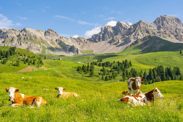 Paisaje Alpes con vaca en campo verde — Foto de Stock