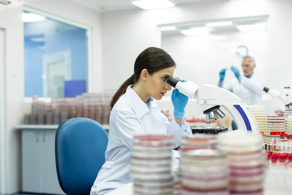 Professional microbiologist working at her scientific project — Stock Photo, Image