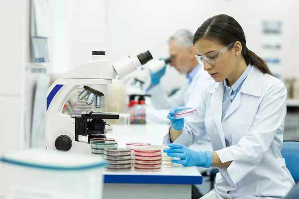 Attentive young assistant looking at glass dish — Stock Photo, Image