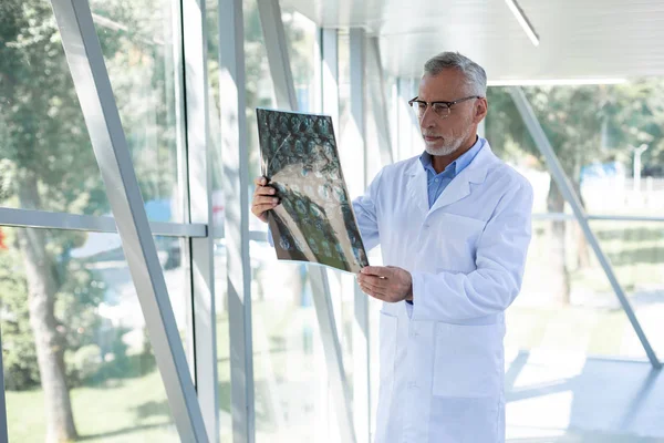 Uppmärksam Grey-haired läkare tittar på röntgenbild — Stockfoto