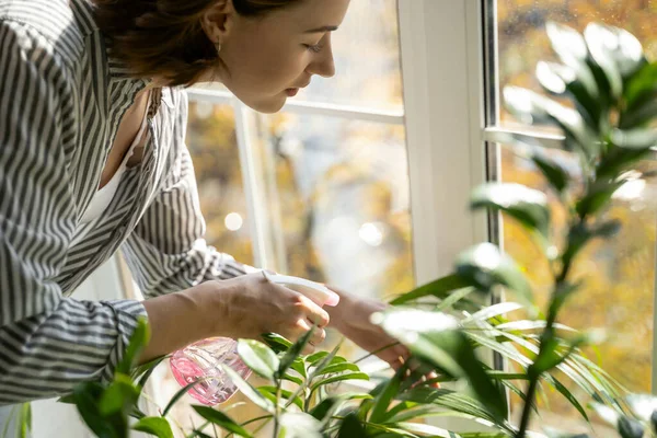 Концентрована молода красива домогосподарка поливає рослини будинків — стокове фото