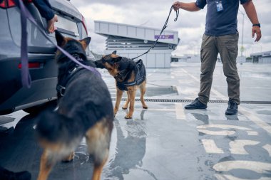Uyuşturucu tespit köpekleri havaalanında arabayı inceliyor.