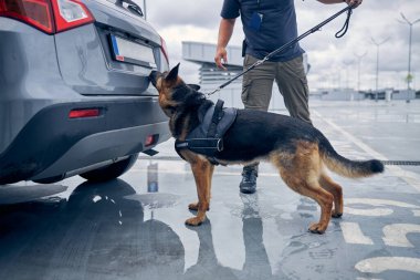 Havaalanında uyuşturucu tespit köpeği araba bagajını kokluyor.