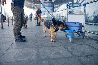 Polis ve narkotik köpeği havaalanında bagajları kontrol ediyor.