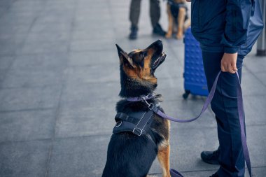 Alman çoban köpeği güvenlik görevlisinin yanında oturuyor.