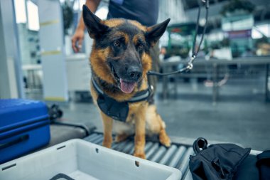 Alman çoban köpeği havaalanında bavulları kontrol ediyor.