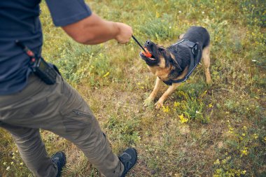 Çimen tarlasında erkek eğitmen tespit köpeği