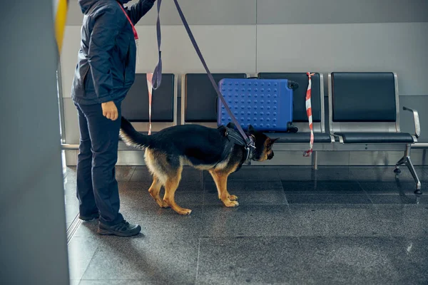 Oficial y detección de equipaje de bodega de perros en la sala de espera del aeropuerto — Foto de Stock