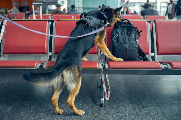 Detección de perro comprobando mochila sospechosa en el aeropuerto —  Fotos de Stock