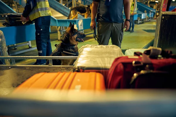 Сотрудники пограничной службы с собаками проверяют багаж пассажиров — стоковое фото