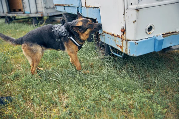 Pastor alemán perro inspeccionando viejo coche oxidado —  Fotos de Stock