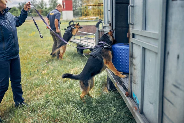 Oficiales con perros de detección facturando equipaje en el aeropuerto —  Fotos de Stock