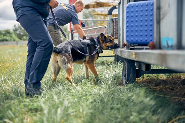 Guardas de segurança com cães verificando bagagem ao ar livre no aeroporto — Fotografia de Stock