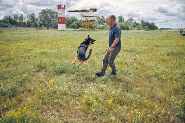 Male officer training German Shepherd dog outdoors