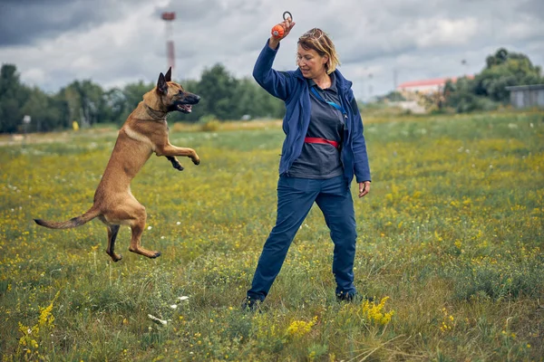 Female officer training Malinois dog in grassy field