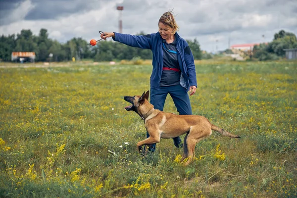 Весёлая собака-поводырь в поле — стоковое фото