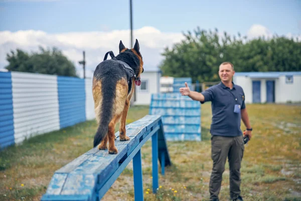 Hombre oficial entrenamiento policía detección perro al aire libre —  Fotos de Stock