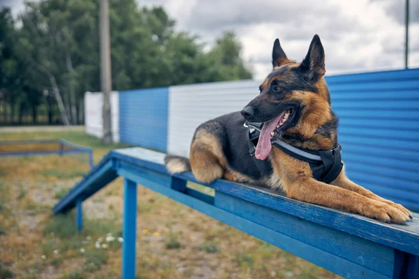 Hermoso perro pastor alemán acostado en el banco —  Fotos de Stock