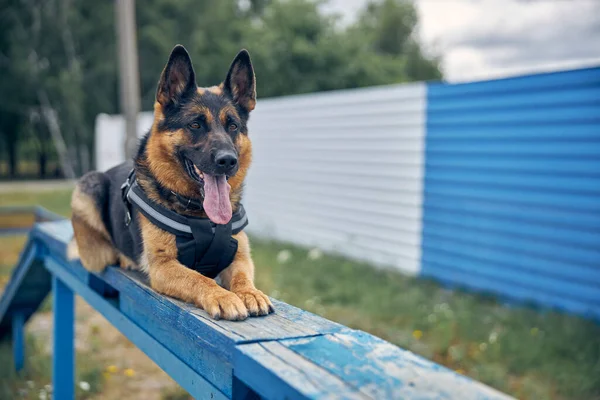 Adorable perro pastor alemán acostado en el banco —  Fotos de Stock