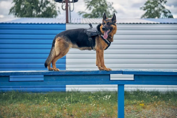 Hermoso perro pastor alemán de pie en el banco —  Fotos de Stock