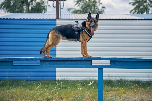 Policía de seguridad perro de pie en el banco al aire libre —  Fotos de Stock