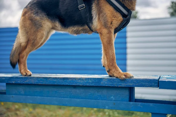 Pastor alemán perro de pie en banco de madera azul —  Fotos de Stock