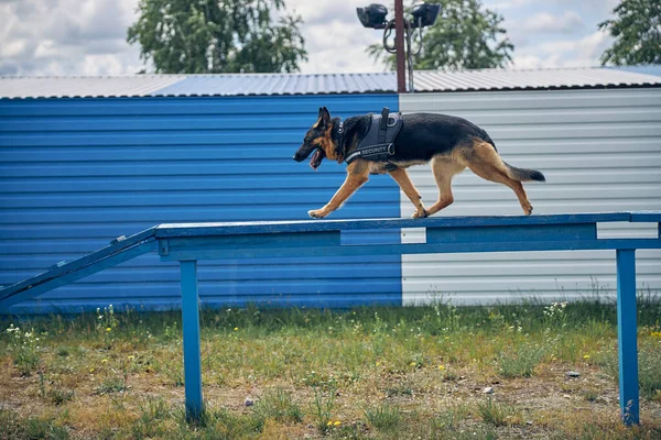 Pastor alemán perro caminando en el banco al aire libre —  Fotos de Stock