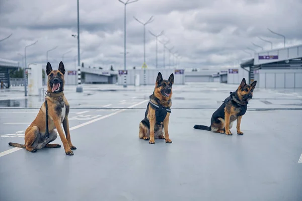 Policía de seguridad perros de guardia en el aeropuerto —  Fotos de Stock