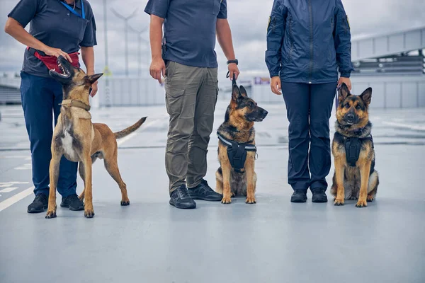 Oficiales con perros policías de seguridad en el aeródromo —  Fotos de Stock