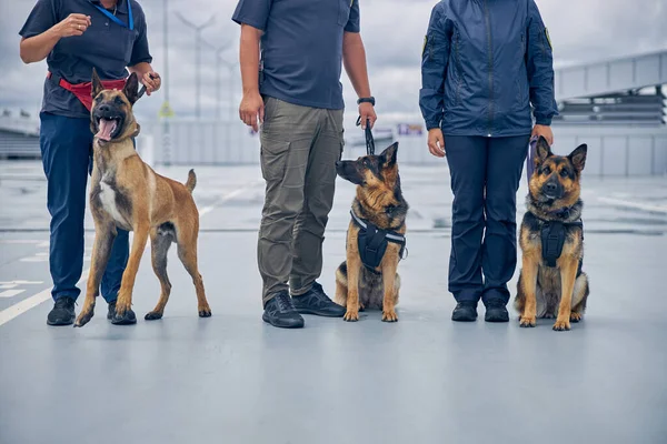 Oficiales con perros policías de pie en el aeródromo —  Fotos de Stock
