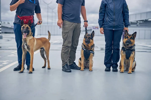 Oficiales con perros de detección de pie en el campo de aviación —  Fotos de Stock