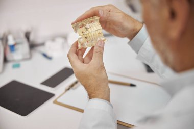 Bir dişçi tarafından tutulan insan dişlerinin kopyası.